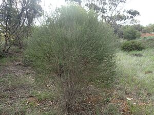 Eremophila dichroantha (habit)