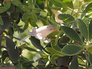 Eremophila forrestii forrestii (sepals)