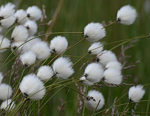 Eriophorum Cotton Grass.JPG