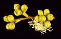 Eucalyptus kitsoniana buds