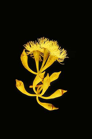 Eucalyptus ochrophloia buds