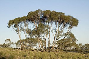 Eucalyptus viridis habit.jpg