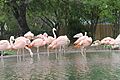 Flamingos Sea World San Antonio IMG 1614 (2)