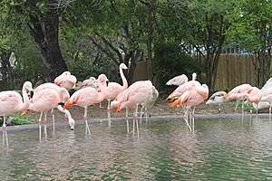 Flamingos Sea World San Antonio IMG 1614 (2)