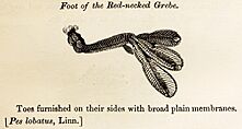 Foot of the Red-necked Grebe woodcut in Bewick British Birds 1797
