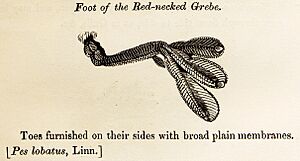 Foot of the Red-necked Grebe woodcut in Bewick British Birds 1797