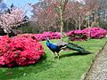 Gardens at Trevarno - geograph.org.uk - 32885