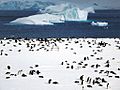 Gentoo Penguin Colony (16048405889)