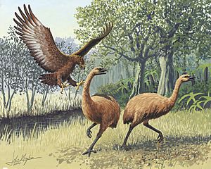 Giant Haasts eagle attacking New Zealand moa