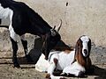 Goat بز 09