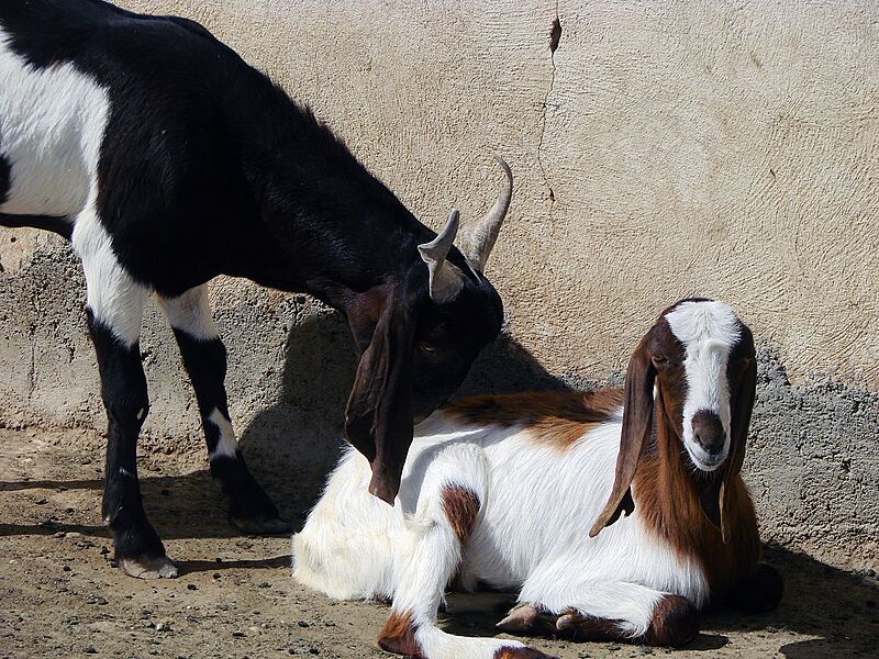 Goat بز 09