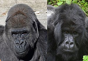 Gorilla gorilla & Gorilla beringei