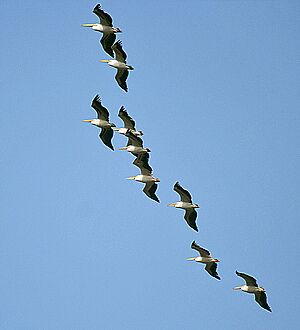 Great White Pelicans I2-Bharatpur IMG 8276