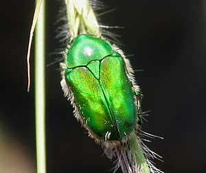 Green Scarab Beetle (Chiloloba acuta) W IMG 3437.jpg