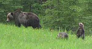 Grizzlymumcubs-c01