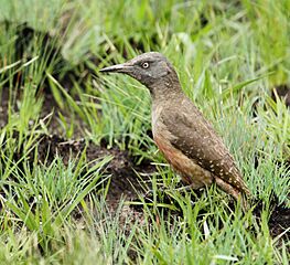 Ground woodpecker 2013 10 23 1928
