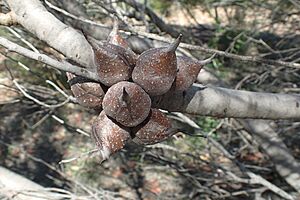 Hakea orthorrhyncha fruit