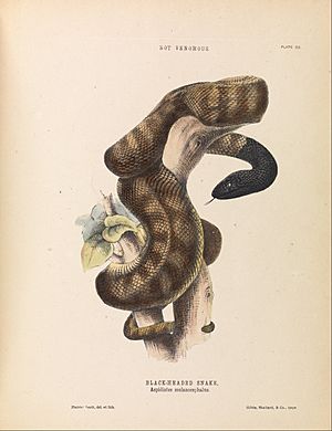Harriet Scott - Black-headed Snake, Aspidiotes melanocephalus - Google Art Project