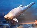 Harrytoombsia (Naturhistoriska Riksmuseet)
