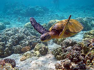 Hawaii turtle