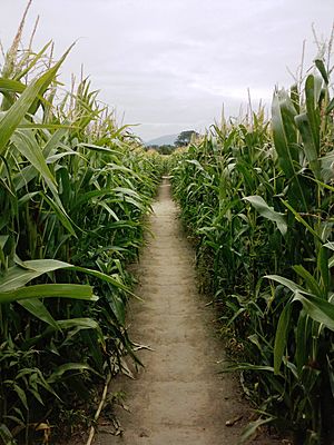 Inside a corn maze near Christchurch, New Zealand