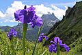 Iris latifolia-Lac Aule-Laruns-2522~2013 07 29