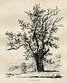 JG Strutt Wallace Oak (cropped)