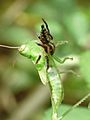 Jumping spider hunting a grasshopper at Kadavoor