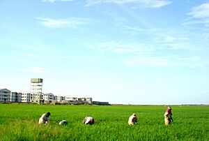 Kalmunai Paddy Fields