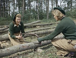 Land Army girls sawing larch poles for use as pit props at the Women's Timber Corps training camp at Culford in Suffolk. TR912