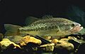 LargemouthBass
