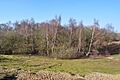 Looking into the Gravel Pit - geograph.org.uk - 1714253
