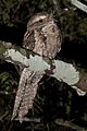 Marbled Frogmouth - Mount Glorious, Queensland