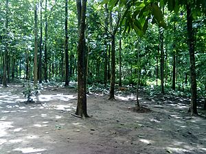 Marebilli forest