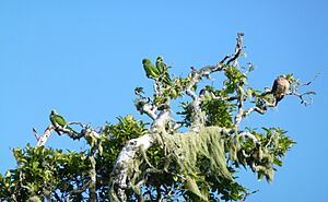 Mauritius Parakeet group