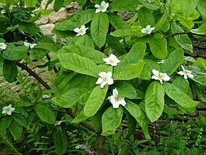 Medlar blossom
