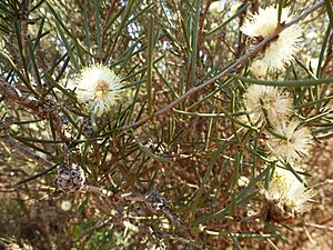 Melaleuca hamata (Leaves, flowers, fruits).JPG