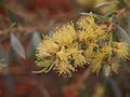 Melaleuca lasiandra flowers