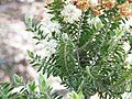 Melaleuca tortifolia (2)