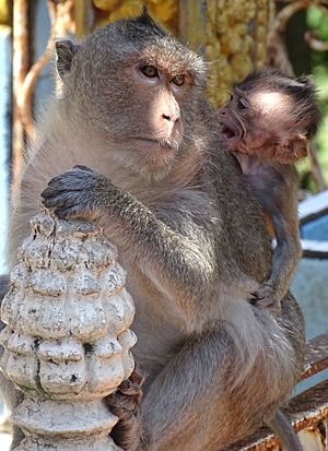Monkey Mother and Child - Phnom Pros (Man Hill) - Outside Kampong Cham - Cambodia (48354787692)