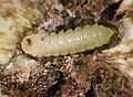 Mordellistena.larva.w