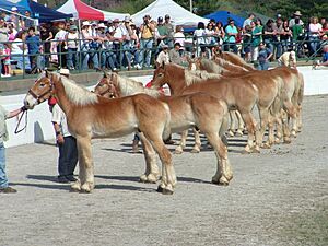 Mule Day in Columbia, TN