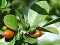 Murraya paniculata fruits closeup