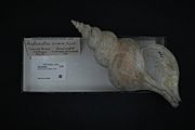 Naturalis Biodiversity Center - RMNH.MOL.200894 - Penion ormesi (Powell, 1927) - Buccinidae - Mollusc shell
