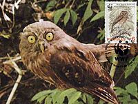 Ninox philippensis centralis 2004 stamp+card of the Philippines 2