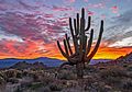 Old growth Saguaro Cactus at Sunrise Near Phoenix AZ