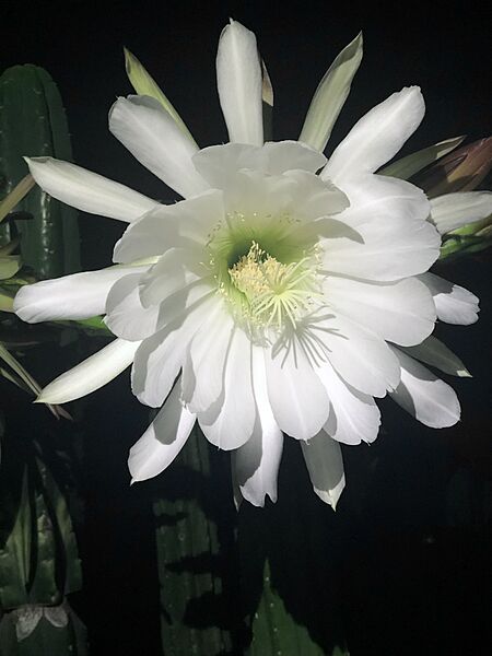 Pachanoi flower in bloom