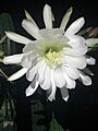 Pachanoi flower in bloom