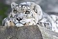 Panthera uncia Shynghyz Tama Zoo 2015-09-20