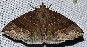 Parallelia bistriaris - Maple Looper Moth (14148381548).jpg